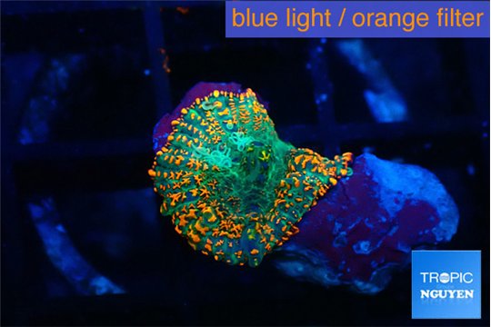 Rhodactis orange green premium 1 polyp WYSIWYG acclimaté