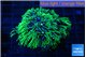 Pachyclaularia neon green 4-5 cm WYSIWYG acclimaté