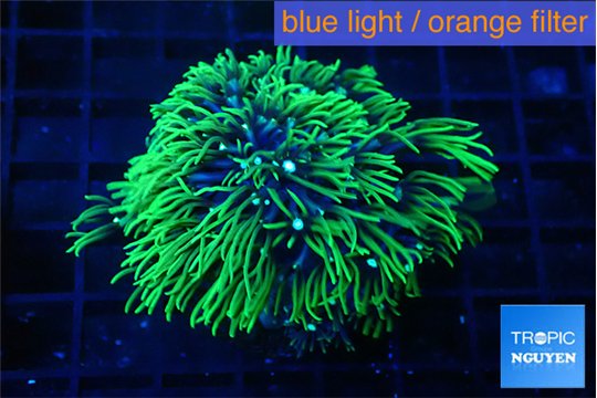 Pachyclaularia neon green 4-5 cm WYSIWYG acclimaté