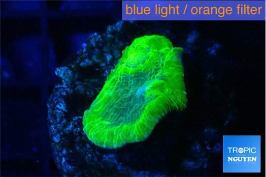 Echinophyllia freaky friday 2 cm WYSIWYG acclimaté