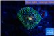 Ricordea floridae green & blue spot 1 polyp WYSIWYG acclimaté