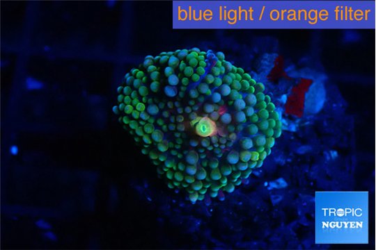 Ricordea floridae green & blue spot 1 polyp WYSIWYG acclimaté