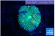 Ricordea floridae green & mango spot 1 polyp WYSIWYG acclimaté