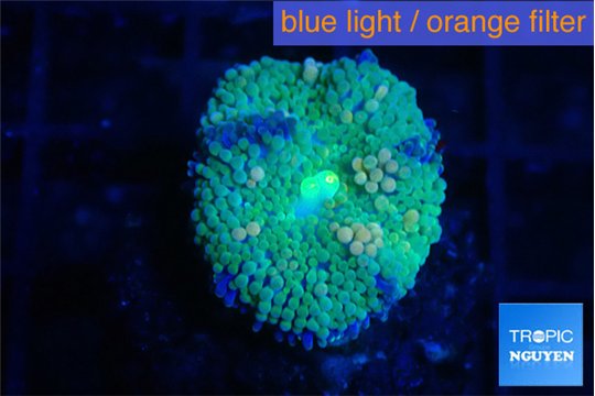 Ricordea floridae green & mango spot 1 polyp WYSIWYG acclimaté