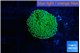 Ricordea floridae green 1 polyp WYSIWYG acclimaté