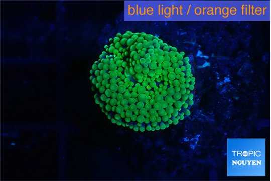 Ricordea floridae green 1 polyp WYSIWYG acclimaté