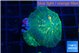 Rhodactis green & orange 2 polyps WYSIWYG acclimaté
