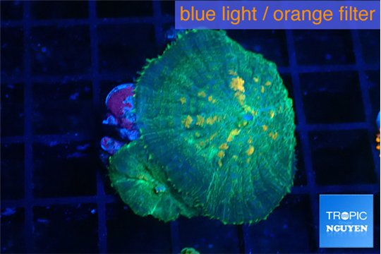 Rhodactis green & orange 2 polyps WYSIWYG acclimaté
