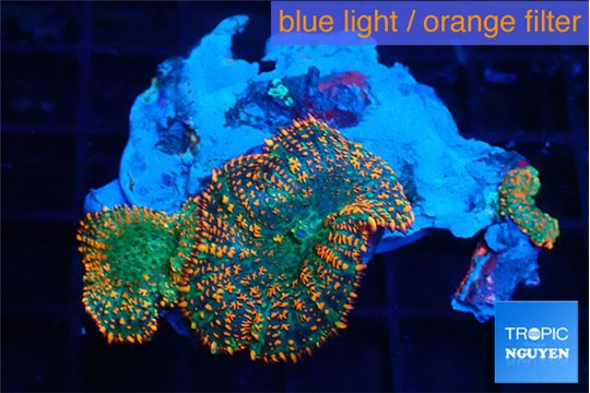 Rhodactis orange green premium 3 polyps WYSIWYG acclimaté