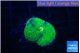 Ricordea floridae green golden 1 polyp WYSIWYG acclimaté