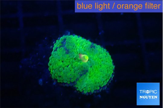 Ricordea floridae green golden 1 polyp WYSIWYG acclimaté
