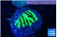 Merulina neon green petetin 2-3 cm WYSIWYG acclimaté