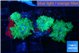 Disosoma lemon lime 5 polyps WYSIWYG acclimaté