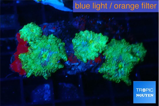 Disosoma lemon lime 5 polyps WYSIWYG acclimaté