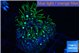 Pachyclaularia neon green 3-4 cm WYSIWYG acclimaté