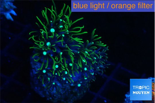 Pachyclaularia neon green 3-4 cm WYSIWYG acclimaté