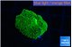 Ricordea floridae green 1 polyp WYSIWYG acclimaté