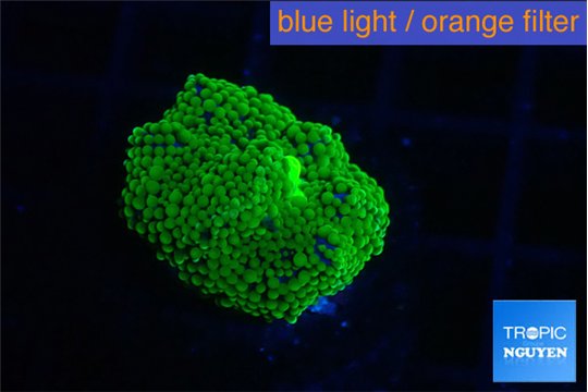 Ricordea floridae green 1 polyp WYSIWYG acclimaté
