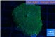 Rhodactis green gold spot 1 polyp WYSIWYG acclimaté