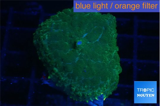 Rhodactis green gold spot 1 polyp WYSIWYG acclimaté