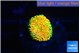 Ricordea floridae orange 1 polyp WYSIWYG acclimaté