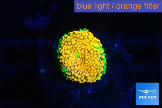 Ricordea floridae orange 1 polyp WYSIWYG acclimaté