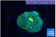 Ricordea floridae green golden 1 polyp WYSIWYG acclimaté