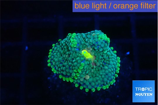 Ricordea floridae green golden 1 polyp WYSIWYG acclimaté
