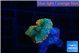 Rhodactis orange green premium 1 polyp WYSIWYG acclimaté