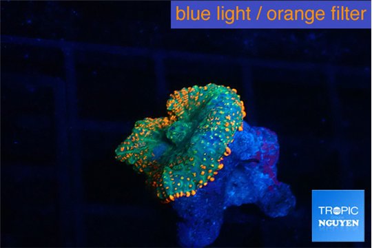 Rhodactis orange green premium 1 polyp WYSIWYG acclimaté