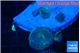 Discosoma deep blue avatar 4-5 polyps WYSIWYG acclimaté