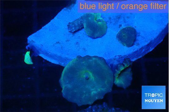 Discosoma deep blue avatar 4-5 polyps WYSIWYG acclimaté