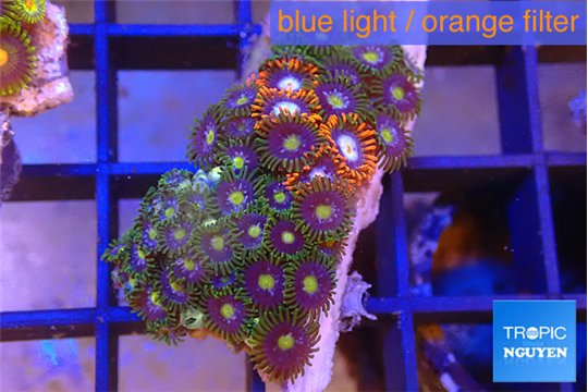 Zoanthus tricolor 2-3 cm WYSIWYG acclimaté