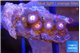 Zoanthus purple 1-2 cm WYSIWYG acclimaté