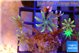 Clavularia papaya fire green 3-4 cm WYSIWYG acclimaté