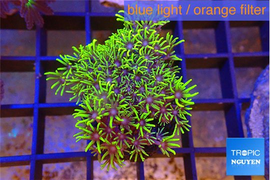 Pachyclavularia full neon green 3-4 cm WYSIWYG acclimaté