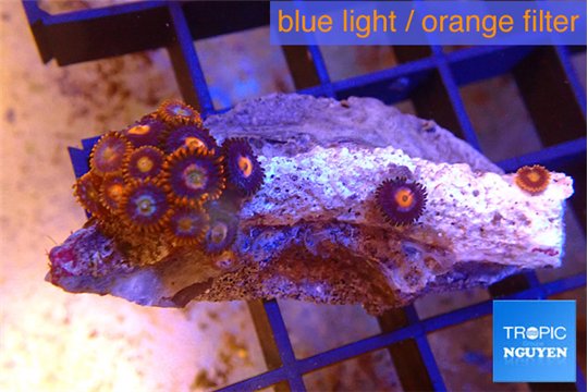 Zoanthus red spot 2-3 cm WYSIWYG acclimaté