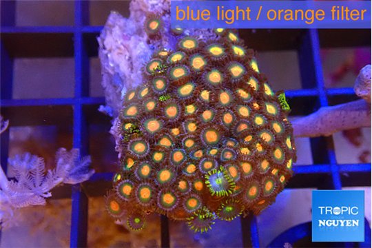 Zoanthus orange 2-3 cm WYSIWYG acclimaté
