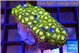Zoanthus green fire 2-3 cm WYSIWYG acclimaté