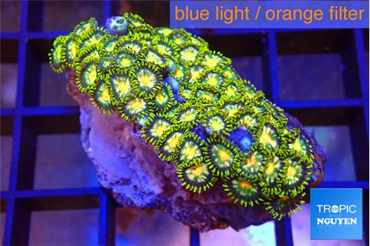 Zoanthus green fire 2-3 cm WYSIWYG acclimaté