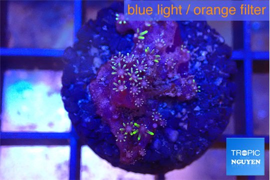Pachyclavularia full neon green 2 cm WYSIWYG acclimaté