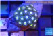 Zoanthus blue eyes 2 cm WYSIWYG acclimaté