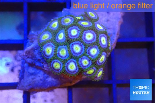 Zoanthus blue eyes 2 cm WYSIWYG acclimaté