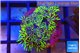 Pachyclavularia full neon green 2-3 cm WYSIWYG acclimaté