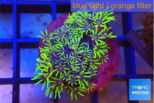 Pachyclavularia full neon green 2-3 cm WYSIWYG acclimaté