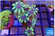 Clavularia papaya fire purple 3-5 cm WYSIWYG acclimaté