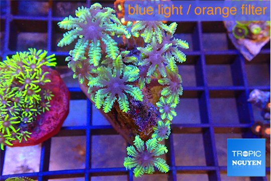 Clavularia papaya fire purple 3-5 cm WYSIWYG acclimaté
