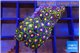 Zoanthus rainbow 2-3 cm WYSIWYG acclimaté