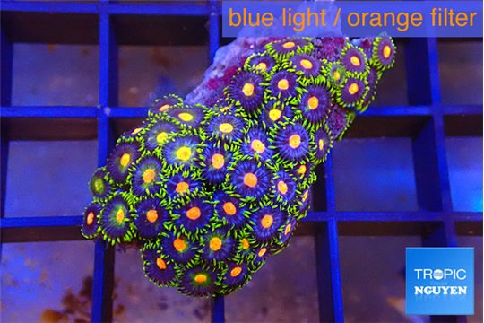 Zoanthus rainbow 2-3 cm WYSIWYG acclimaté