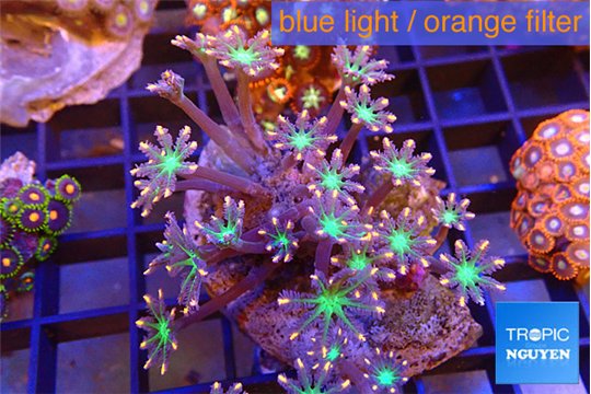 Clavularia papaya fire works 6-8 cm WYSIWYG acclimaté